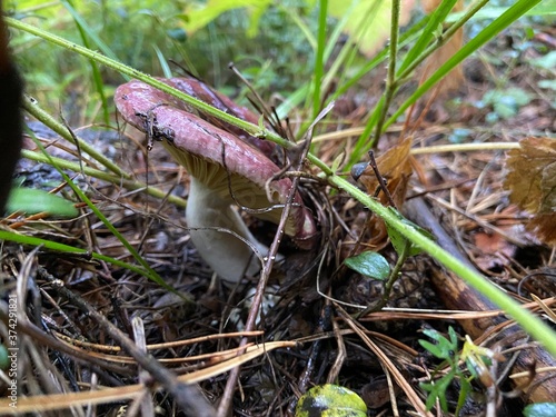 Beautiful russula mushrooms in coniferous forest after rain.Violet russula with raindrops