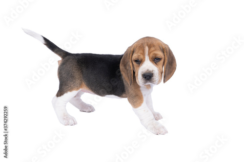 Portrait of a beagle dog pup standing isolated against a white background