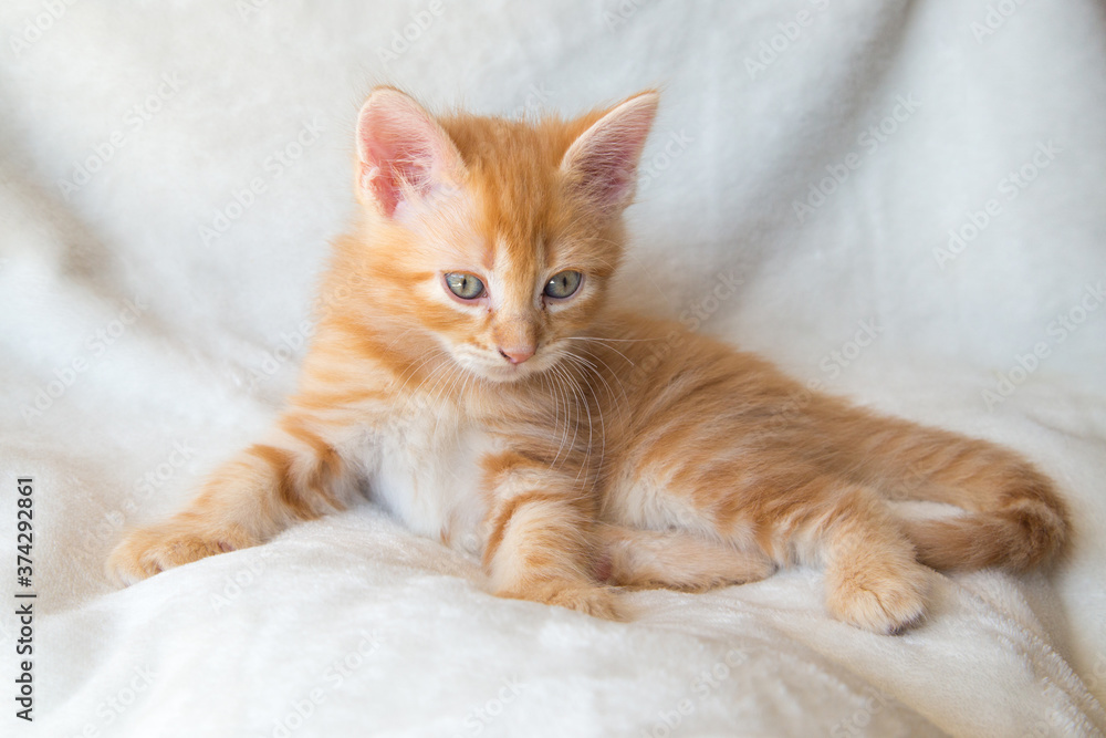 Chaton Chaton