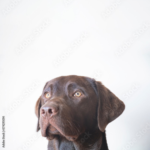 Pet Dog Labrador Retriver Chocolate © Portela Araújo