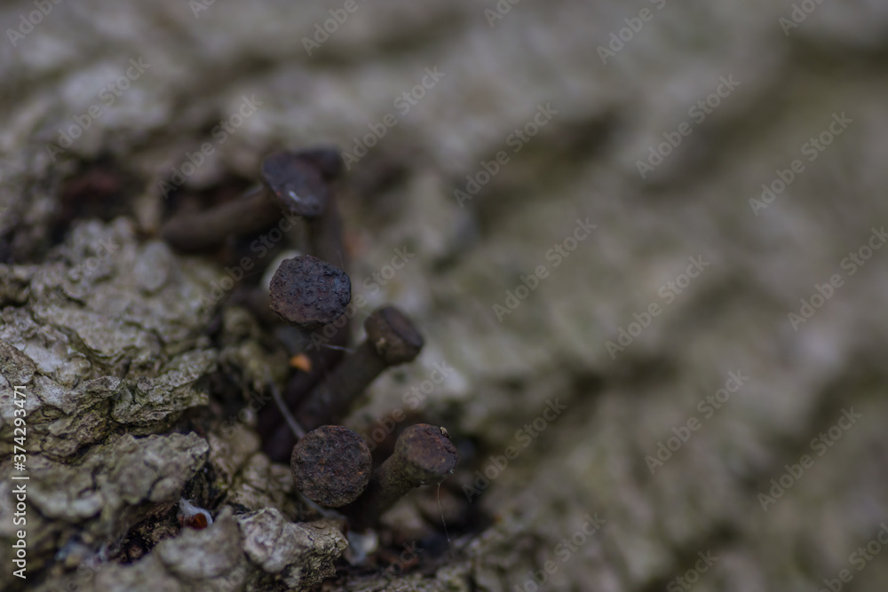 rusty nails on a tree detail view rusty nails on a tree detail view