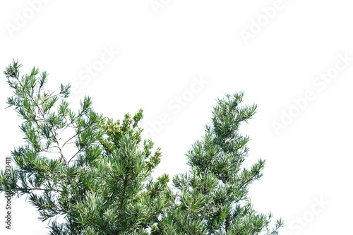 A pine tree with leaves branches on white isolated background for green foliage backdrop 