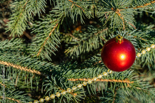 Christmas toy red ball hangs underneath on branch of blue Christmas tree. Winter fairy tale in landscaped garden. Clear sunny day. Blurred background Selective focus. There is place for your text.