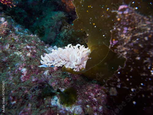 キッカミノウミウシ (Phyllodesmium magnum Rudman, 1991) photo