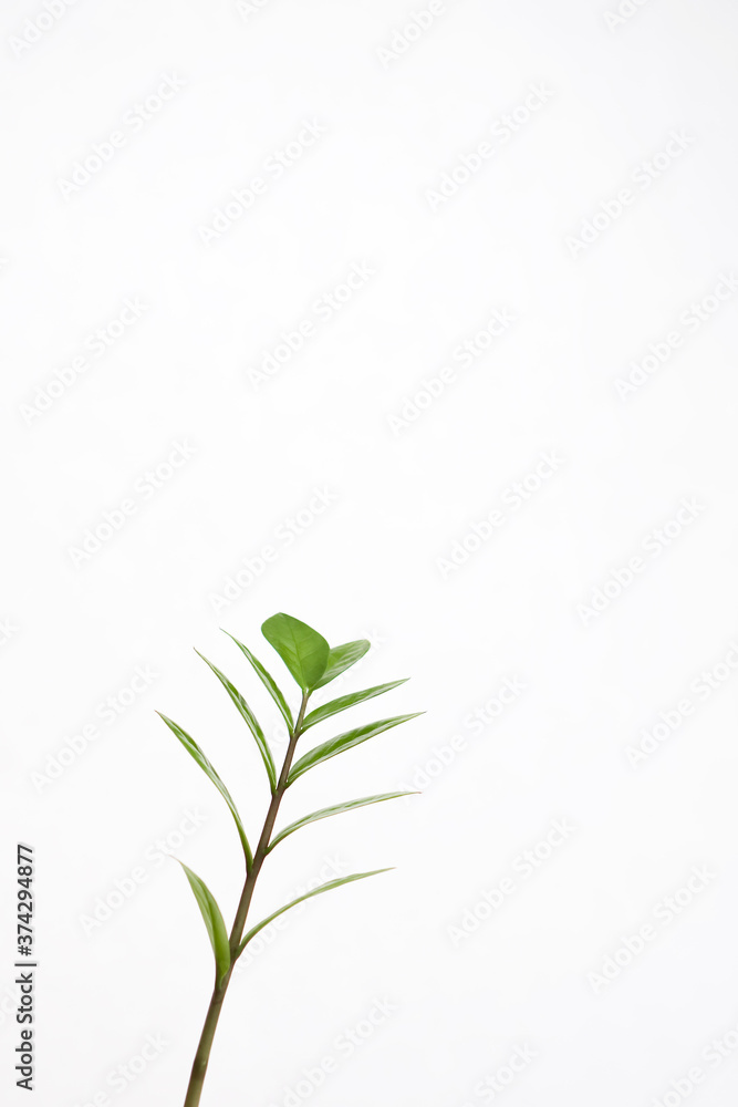 Fototapeta premium green leaves on white background