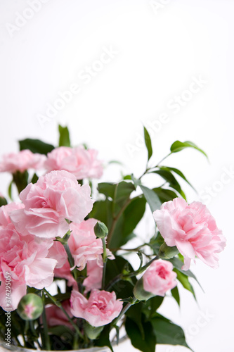 Fototapeta Naklejka Na Ścianę i Meble -  carnation in a vase