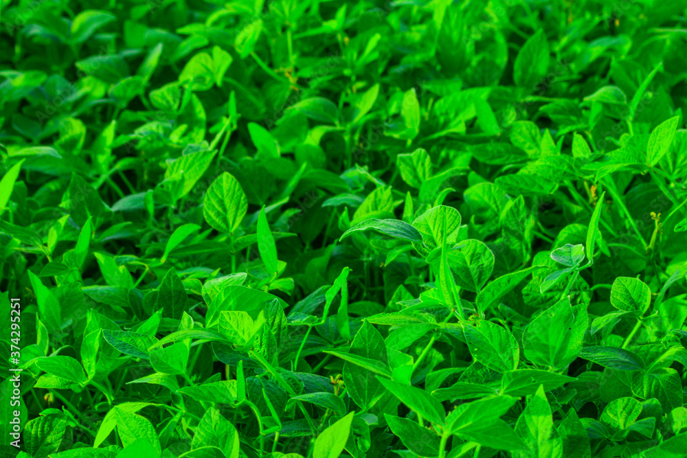 soybean leaves in the field soybean leaves in the field