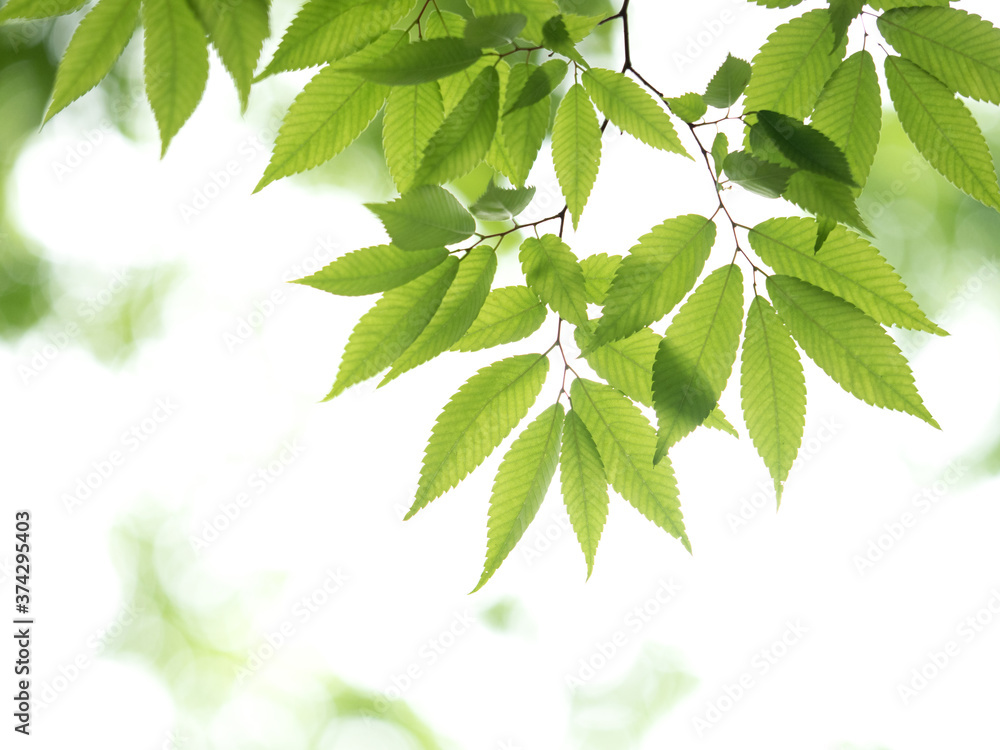 新緑のケヤキの葉 新緑のケヤキの葉