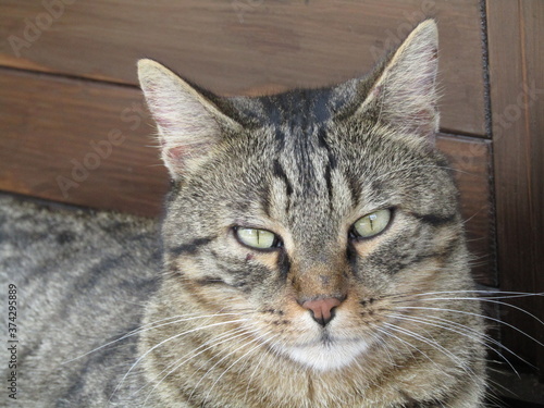 Wallpaper Mural Cat relaxing 1 Torontodigital.ca