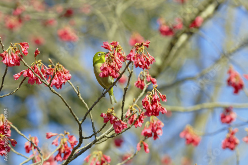 寒桜にメジロ