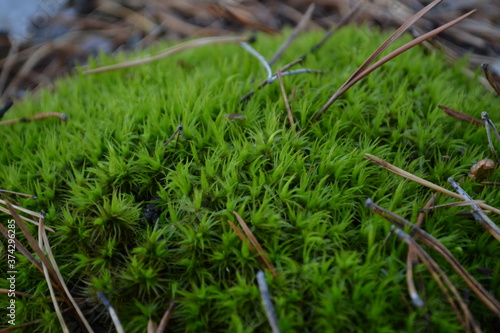 Green moss in a coniferous forest © Valerii