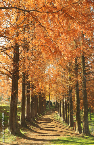 秋のメタセコイア