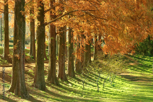 秋のメタセコイア