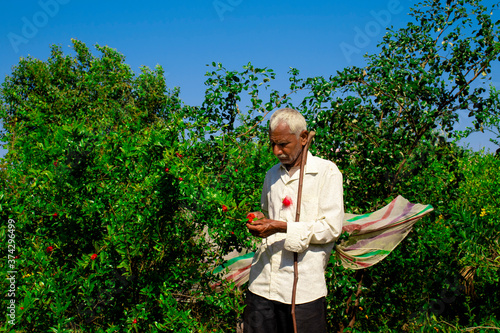 A farmer looking after red pomegranate flowers in a pomegranate garden