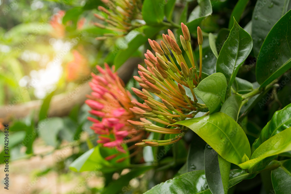 Obraz premium Ixora flowers are blooming in the evening.