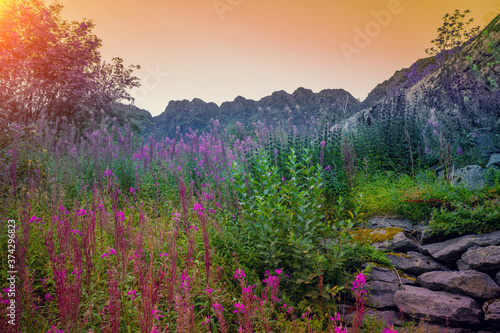 Mountain landscape. Rockies on the horizon, blooming pink flowers during sunset. Beautiful nature of Norway.