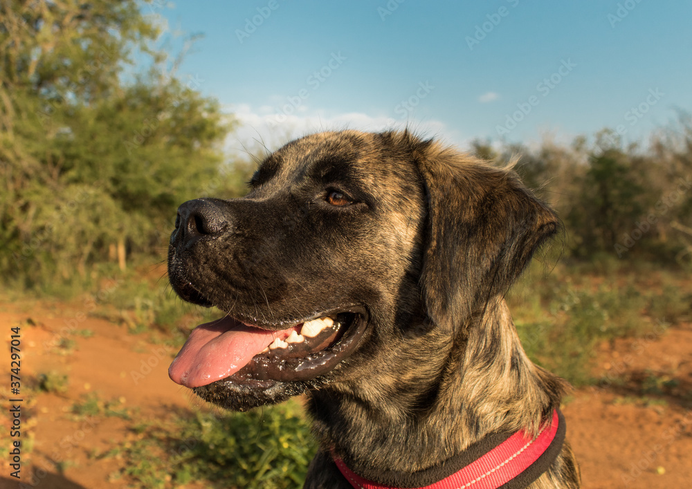 The face of a happy brindle big dog (mastiff/boerboel) staring into the distance on a sunny day with his tongue hanging out.   