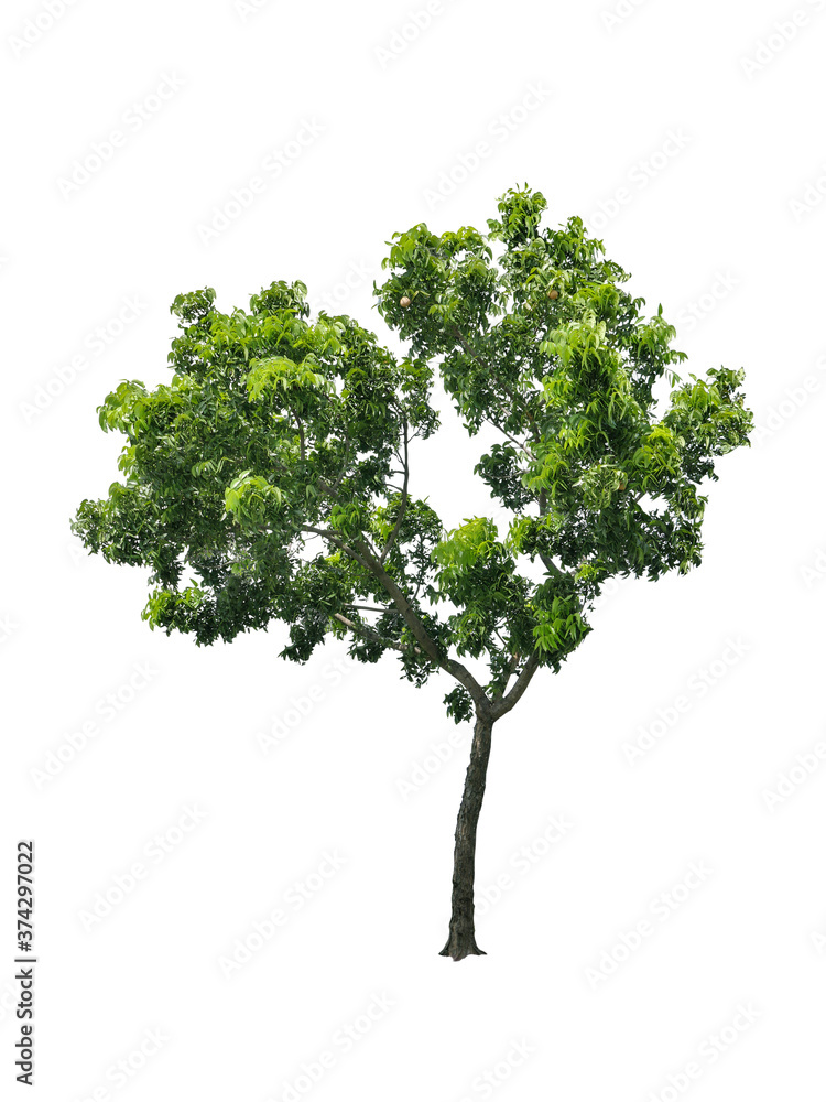 isolated tree heart shape with clipping path on white background or die-cut of green big leaf mahogany tree with fruit for garden decoration and environment conservation