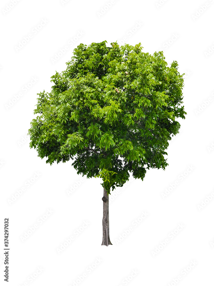 isolated tree round shape with clipping path on white background or die-cut of green big leaf mahogany tree with fruit for garden decoration and environment conservation isolated tree round shape with clipping path on white background or die-cut of green big leaf mahogany tree with fruit for garden decoration and environment conservation