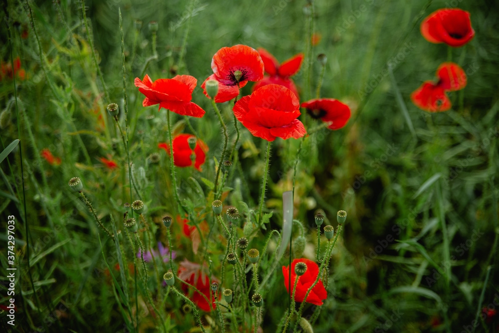 Poppies field