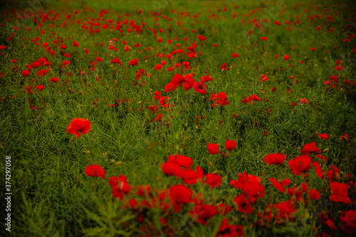 Poppies field