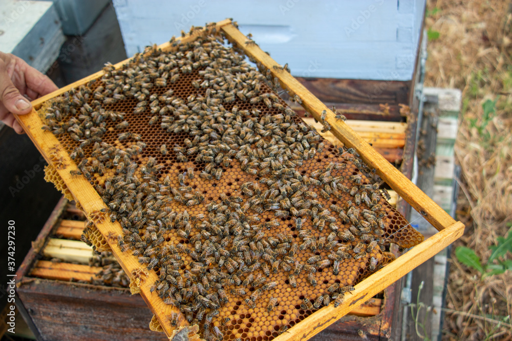 Le travail des abeilles pour la production du miel Le travail des abeilles pour la production du miel