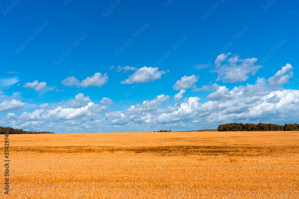 golden wheat field under a beautiful sky on a summer day. harvest concept