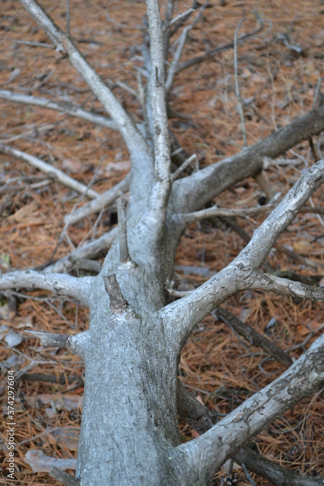 Dry tree with dry needles.
Dry tree with dry needles.