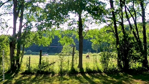Horses grazing in the pasture