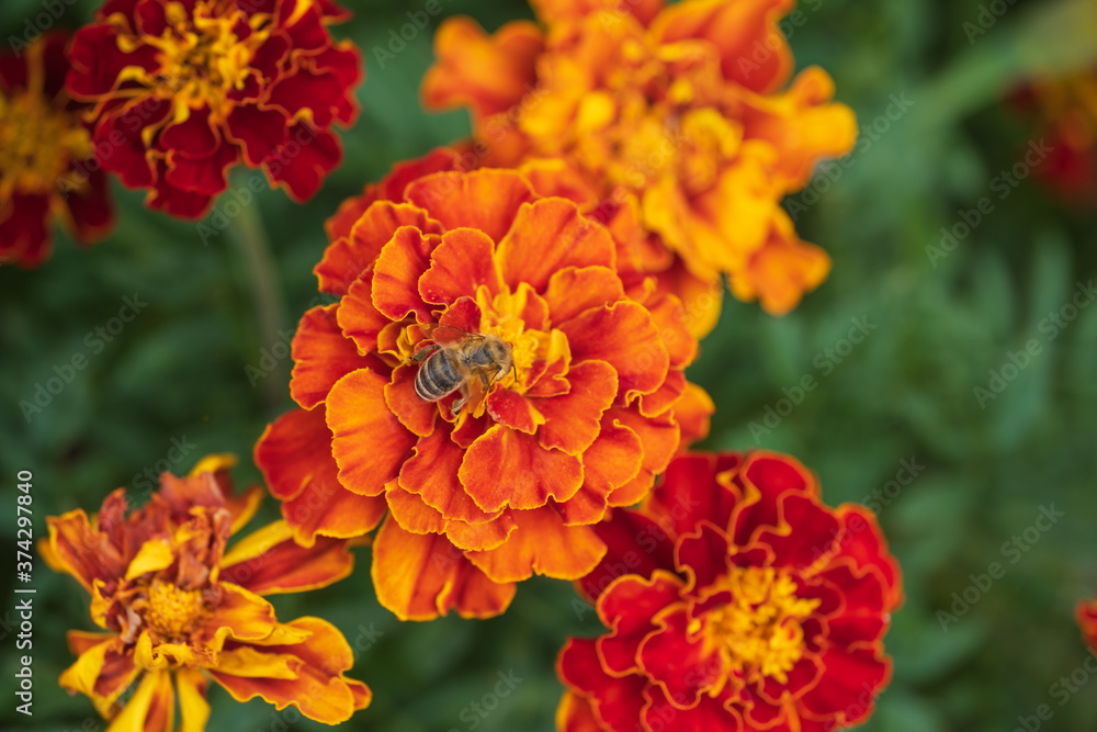 Close up of an orange-red flowering marigold in the garden with a bee on the flower Close up of an orange-red flowering marigold in the garden with a bee on the flower