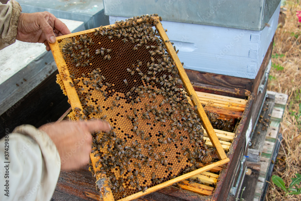 Le travail des abeilles pour la production du miel Le travail des abeilles pour la production du miel