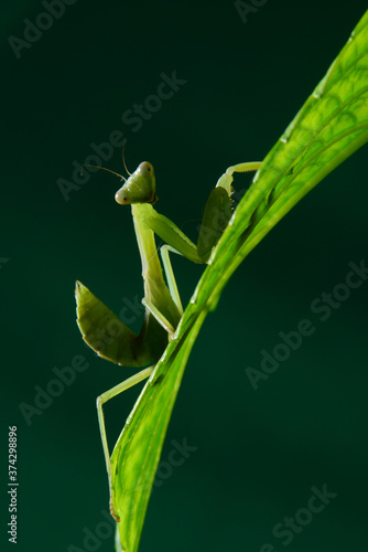 The giant asian mantis or indochina mantis