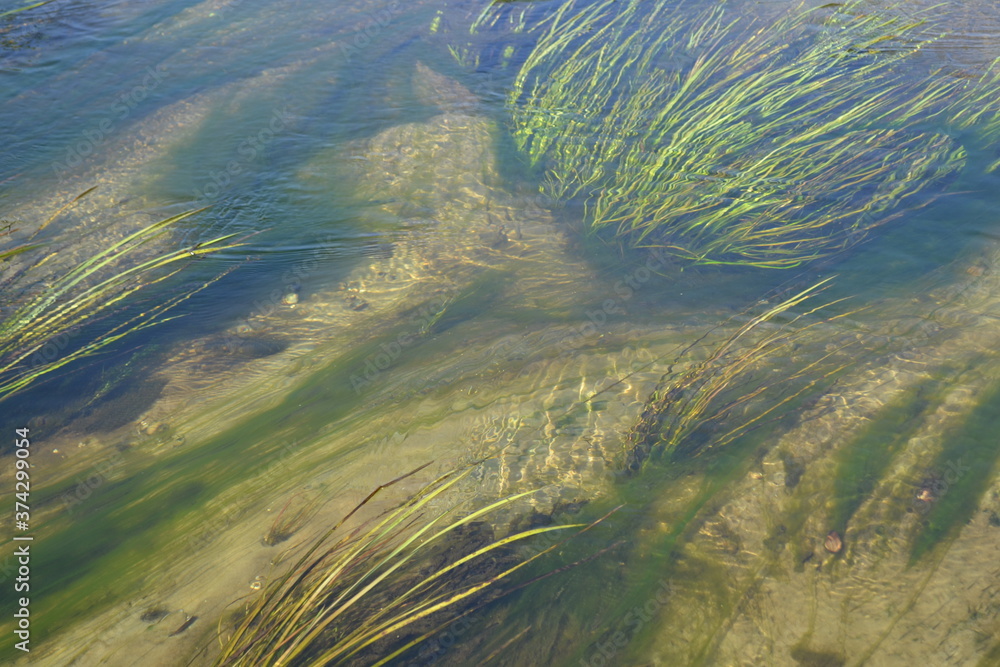 
Transparent water of the river with algae.