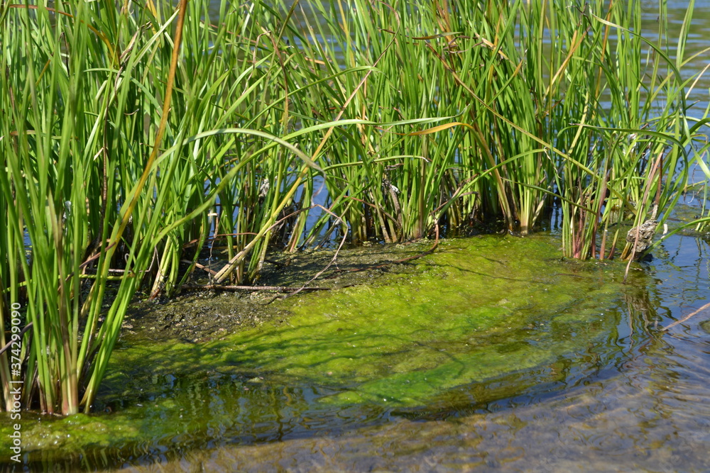 Green plants in the water.
Green plants in the water.