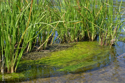  Green plants in the water.