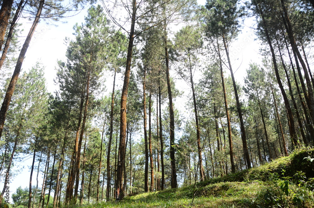 pine forest on the slopes of Mount Sumbing pine forest on the slopes of Mount Sumbing