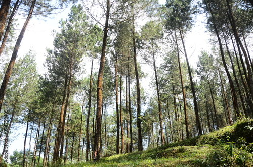 pine forest on the slopes of Mount Sumbing