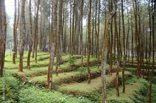 Fototapeta Naklejka Na Ścianę i Meble -  pine forest on the slopes of Mount Sumbing