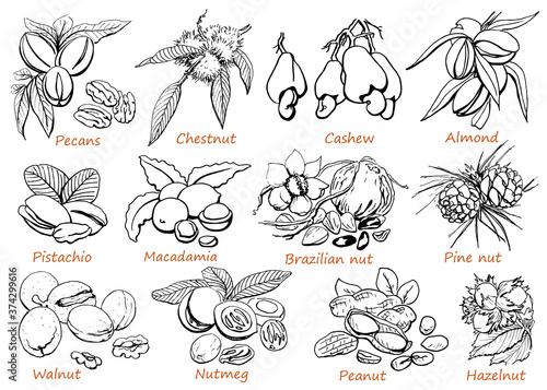 Nuts walnut,pecans,chestnut,cashew,almond,pistachio,macadamia,brazilian nut,pine nut,nutmeg,peanut,hazelnut .Hand drawn,Black and white set graphics elements.