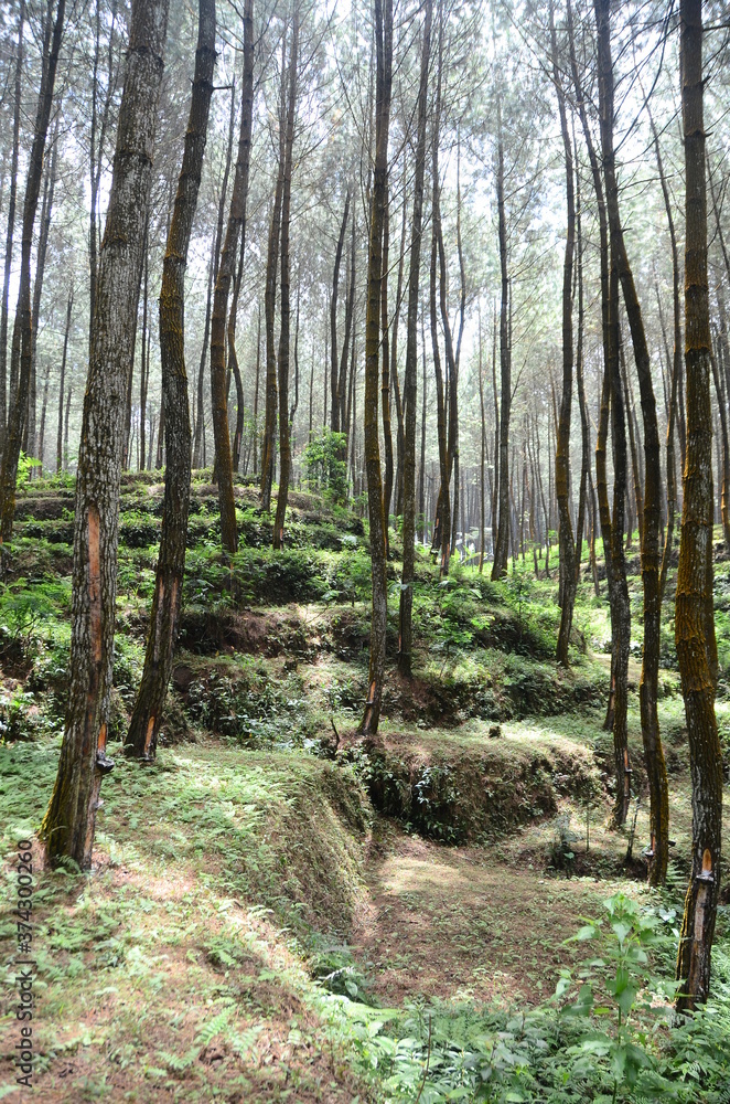 Obraz premium beautiful pine forest on the slopes of the mountain.