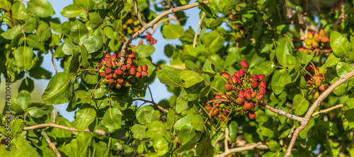 red Pistachio fruits ripening on the tree