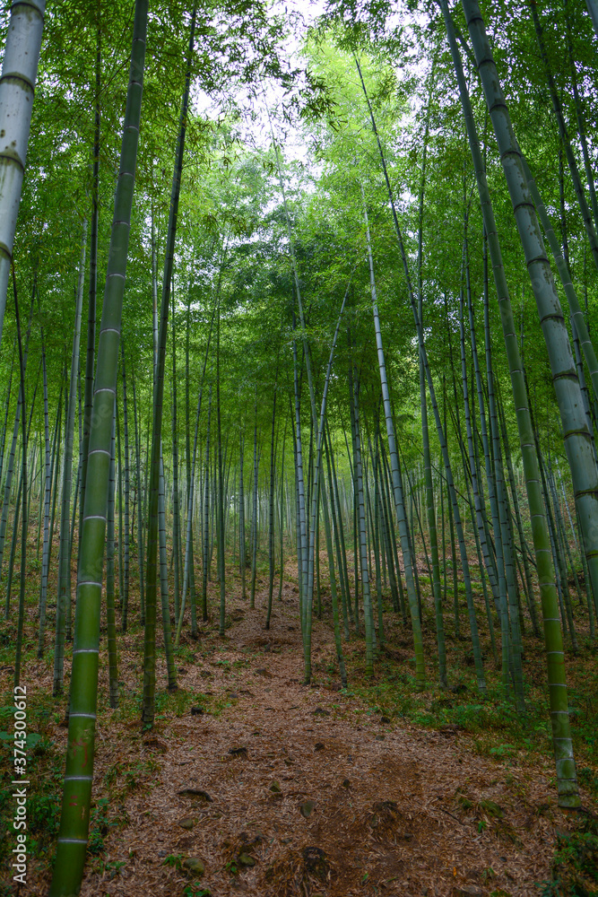 Summer scenery in Yixing Zhuhai Scenic Spot, Jiangsu Province, China Summer scenery in Yixing Zhuhai Scenic Spot, Jiangsu Province, China