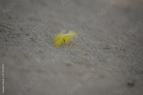 Blurred view of a colorful feather lying on the ground.