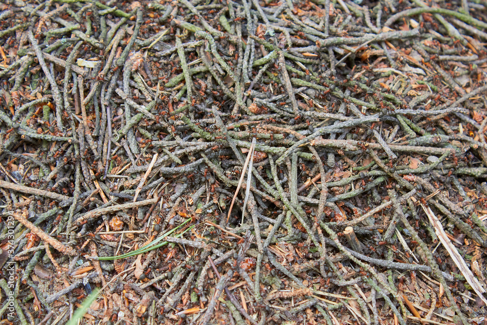 mound of formica ants,ants build an anthill in a pine forest from pine branches mound of formica ants,ants build an anthill in a pine forest from pine branches