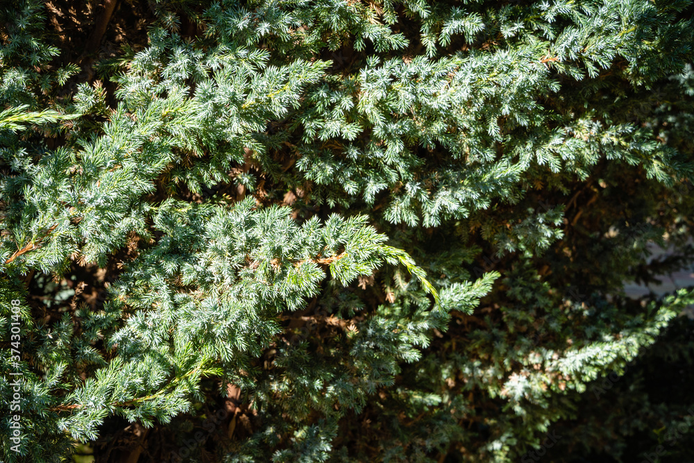 Huge bush of juniper squamata Meyeri. Original texture of leaves on juniper branches. Blue with green background of small needles. Close-up. North Caucasus nature concept for design. Huge bush of juniper squamata Meyeri. Original texture of leaves on juniper branches. Blue with green background of small needles. Close-up. North Caucasus nature concept for design.
