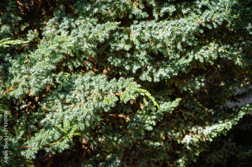 Huge bush of juniper squamata Meyeri. Original texture of leaves on juniper branches. Blue with green background of small needles. Close-up. North Caucasus nature concept for design.