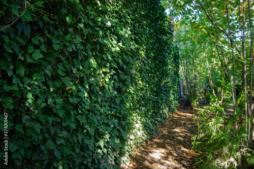 Four-meter fence covered with green English ivy (Hedera helix, European ivy). Autumn evergreen landscape garden The original texture of natural greenery. North Caucasus nature concept for design.