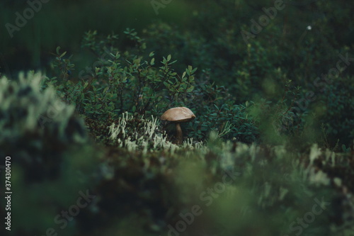 mushroom in the water
