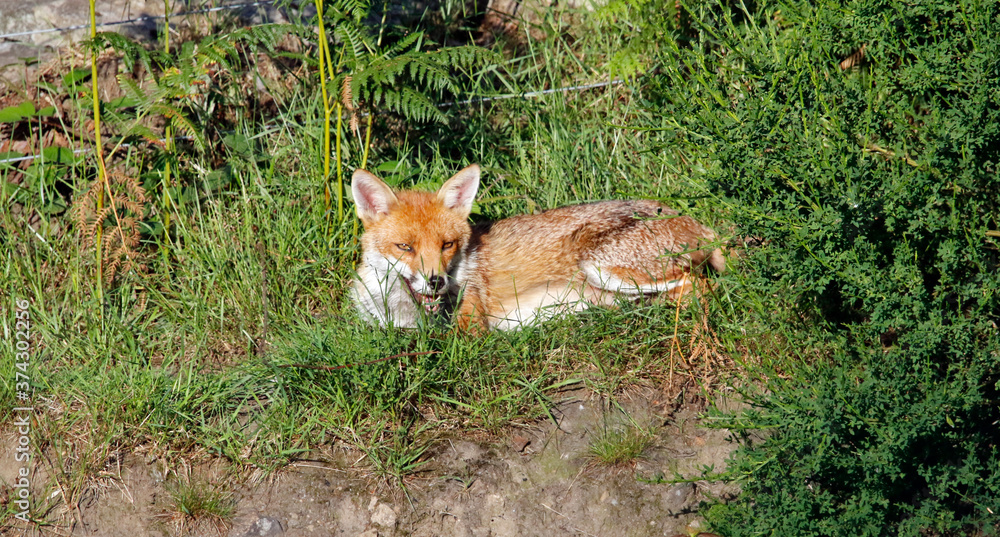 Female fox relaxing in the sunshine