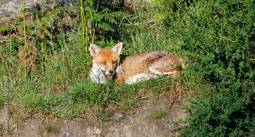 Female fox relaxing in the sunshine © Stephen